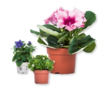 GARDENLINE&reg; Bluhmix