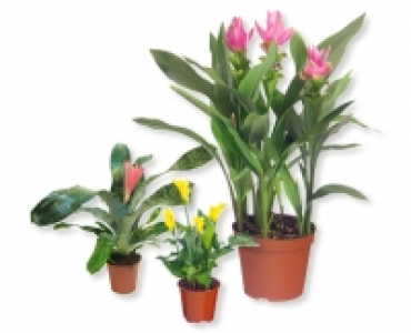 GARDENLINE&reg; Exotische Bluhpflanzen