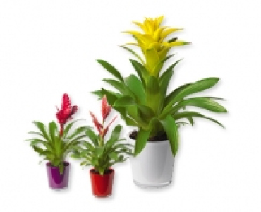 Hochwertige Bromelie CHF 7.99