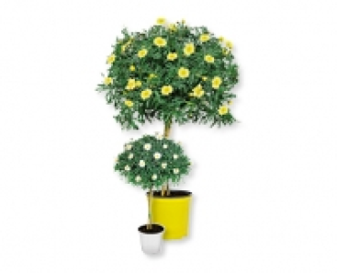 Margeritenstämmchen