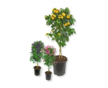 Bluhendes Stämmchen