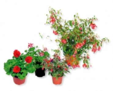Saisonflor Balkonzeit
