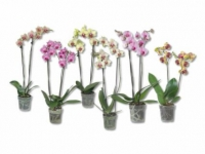 Phalaenopsis 2 Stieler CHF 7.95