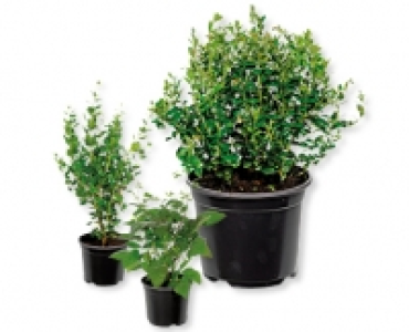 Beerensträucher CHF 5.99