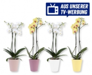 Phalaenopsis in Sommerkeramik CHF 7.99