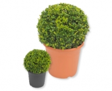 Buchsbaumkugel CHF 12.99