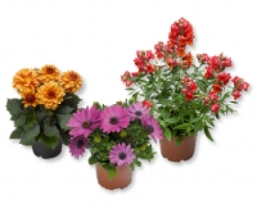 Sommerblumen