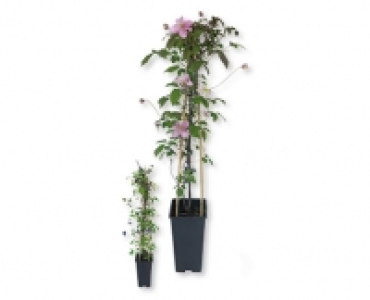 Clematis