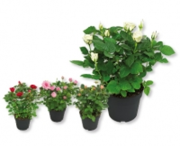 Rosen CHF 9.99