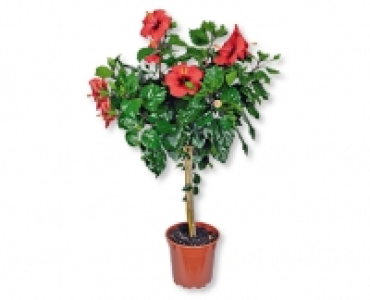 Hibiskusstämmchen CHF 14.99