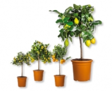 Mediterranes Stämmchen