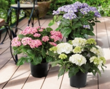 Gartenhortensie CHF 6.99