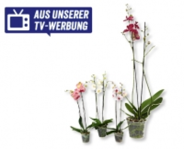 GARDENLINE&reg; Phalaenopsis XXL CHF&nbsp;14.99
