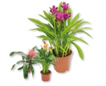 Exotische Bluhpflanze CHF 9.99