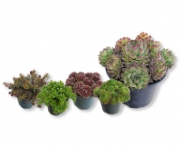 Sedum und Hauswurz