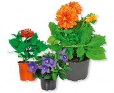 Saisonflor Sommer