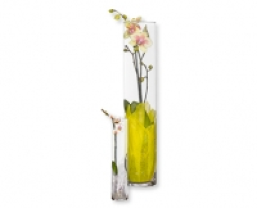 Orchideen bepflanzt im Glas
