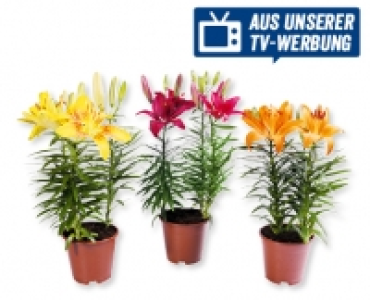 Aldi Suisse  Topflilien