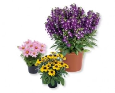 Sommerliche Staude