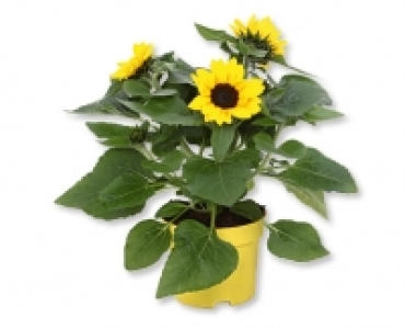 Sonnenblumen