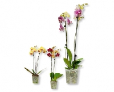 Phalaenopsis CHF 6.79