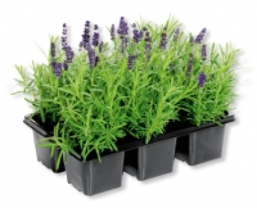 Lavendel Angustifolia CHF 4.99
