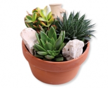 GARDENLINE&reg; Sukkulenten-Arrangement CHF&nbsp;9.99