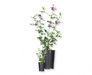 Gartenhibiskus CHF 5.99