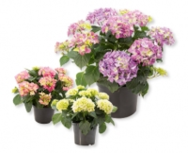 Freiland-Hortensien CHF 6.99