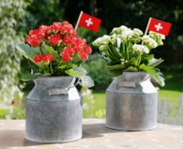 Kalanchoe in Milchkanne