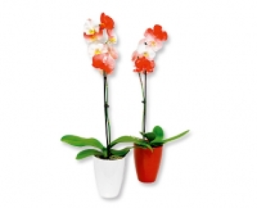 Phalaenopsis gefärbt Nationalfeiertag