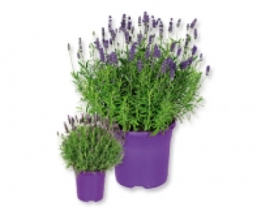 Lavendel