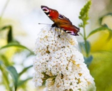 Bienen- und Schmetterlingssortiment