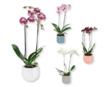 Orchidee