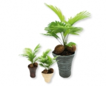 Livistona CHF 14.99