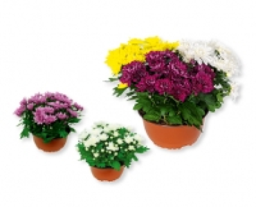 Sommerchrysanthemen-Schale