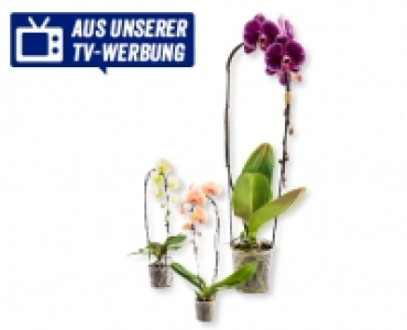 Phalaenopsis Cascade CHF 9.99