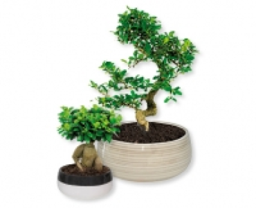Bonsai CHF 16.99