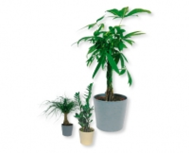 GARDENLINE® Zimmerpalmen-Mix in Keramiktopf