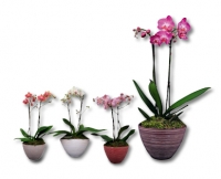 Aldi Suisse  Orchideen-Schale