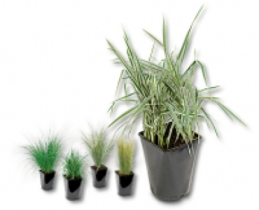 Winterhartes Ziergras