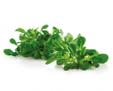 Nusslisalat