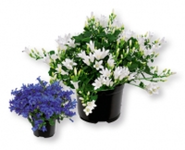 Campanula