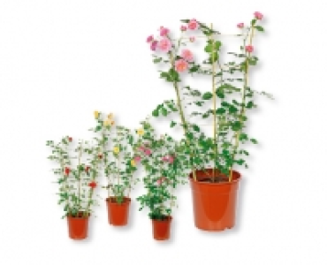 Duftrose
