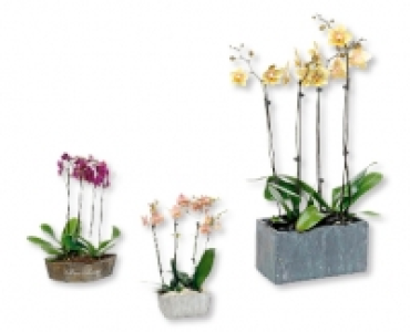 Exklusives Orchideen-Arrangement