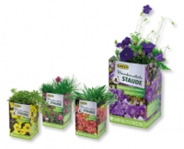 Bienenfreundliche Stauden CHF 1.99