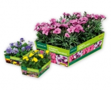 GARDENLINE® Violen/Chrysanthmen/Nelken