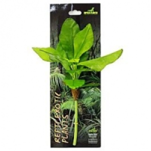 Repti Exotic Pflanze Musa Basjoo Sieb
