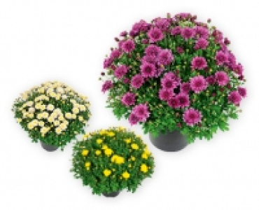 Chrysanthemen-Busch CHF 4.79