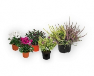 Saisonflor Leuchtender Herbst